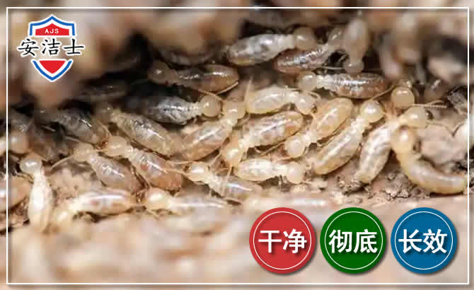 东阳白蚁防治