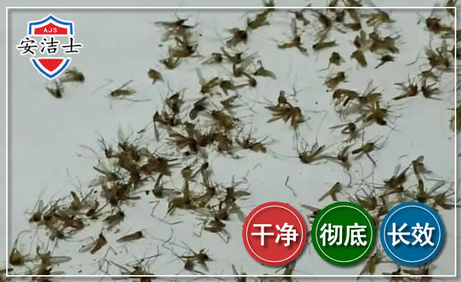 东阳苍蝇防治-灭蝇