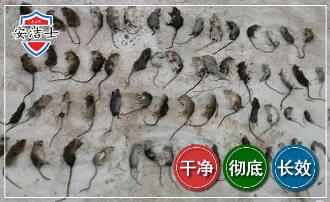 东阳鼠害防治-灭鼠