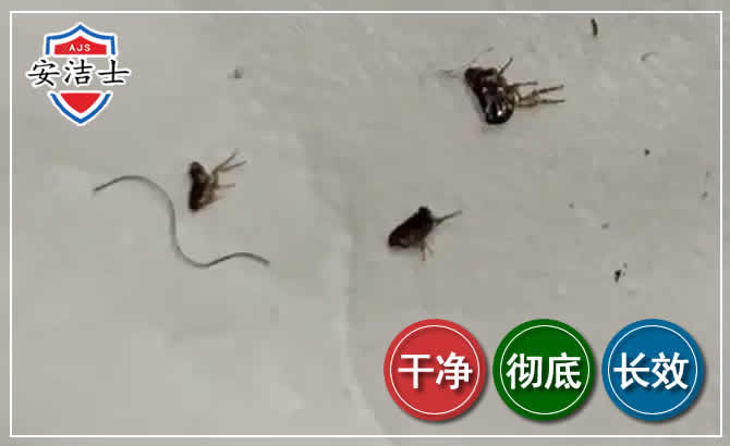 东阳跳蚤防治-灭跳蚤