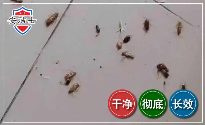 东阳蟑螂防治-灭蟑螂