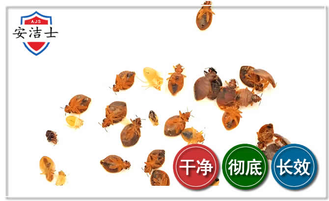 东阳臭虫防治-消灭臭虫